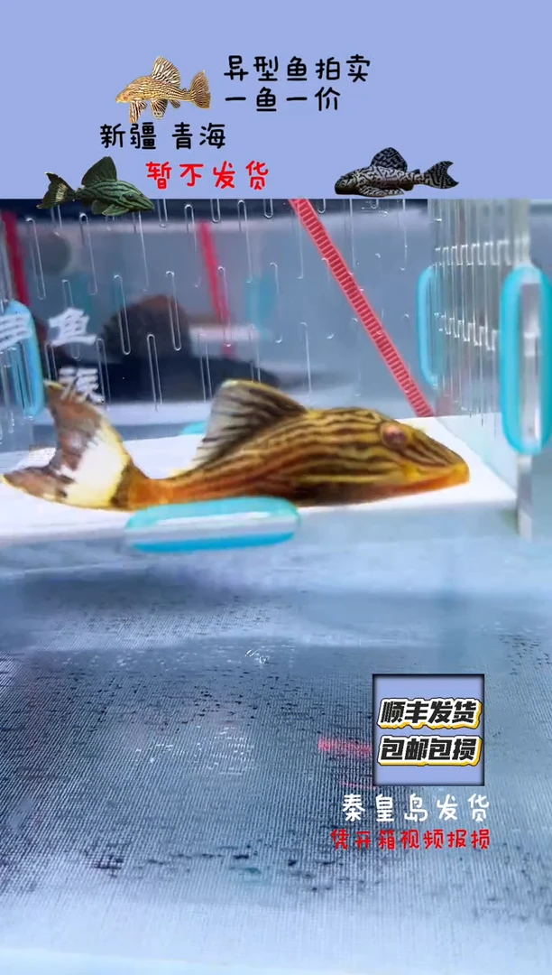 清道夫7不包入缸损14