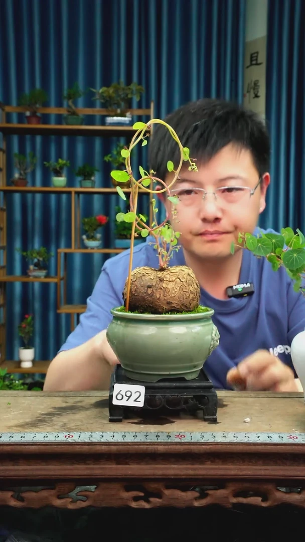 无花朵苔藓微景观692号