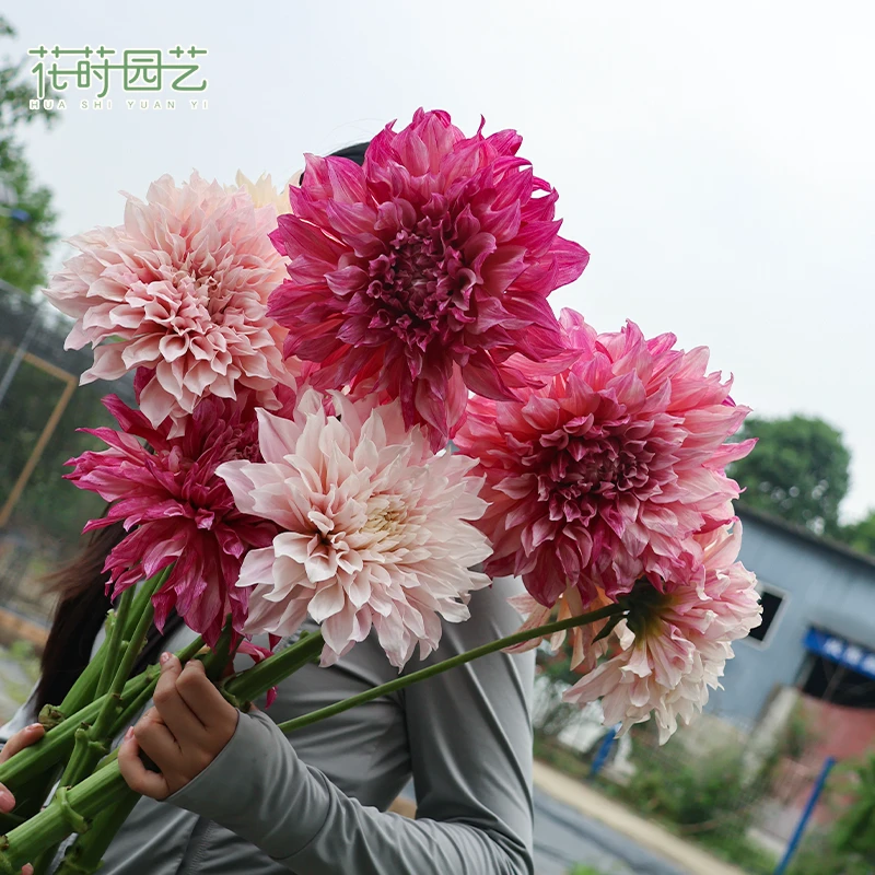 花莳花园 【大丽花】观花盆栽四季块根花园阳台植物