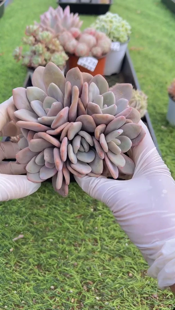 【闪购商品】信福多肉一物一拍