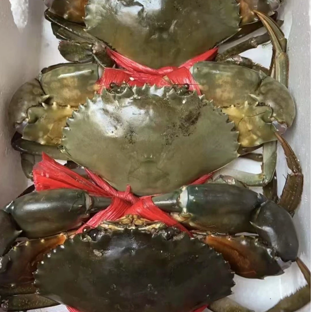 青蟹/膏蟹/鲜活发货/到家保活/5只装/600g/单只2两左右蟹同城配送