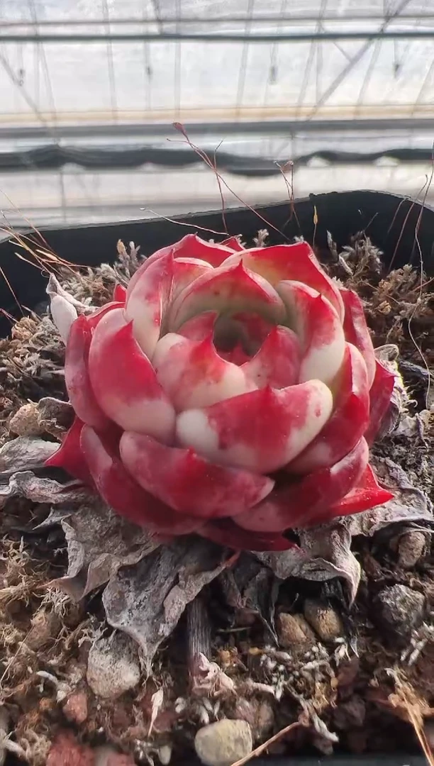 【闪购商品】新款多肉-159