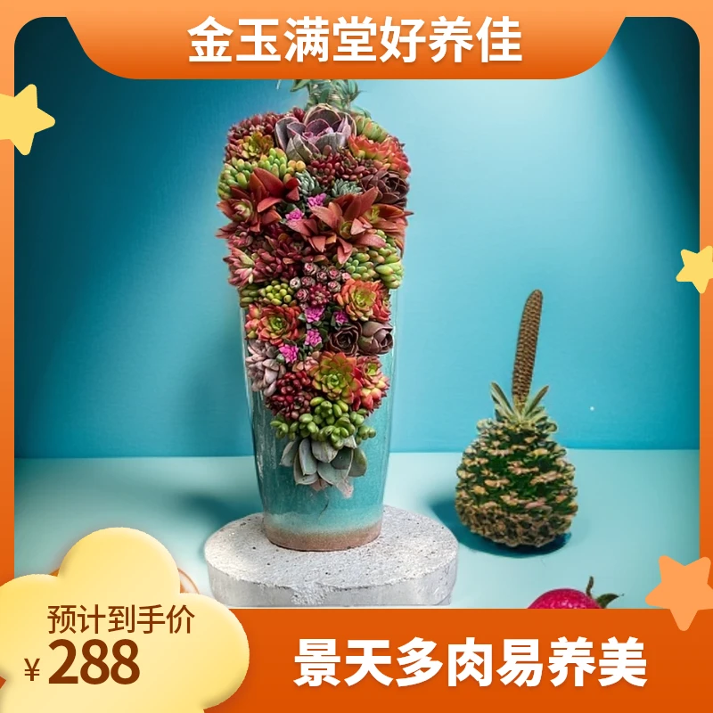 景天造景【金玉满堂】多肉植物四季新手易养室内精品绿植净化空气