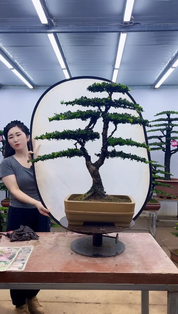 无花朵满**花一物一拍，所见即所得