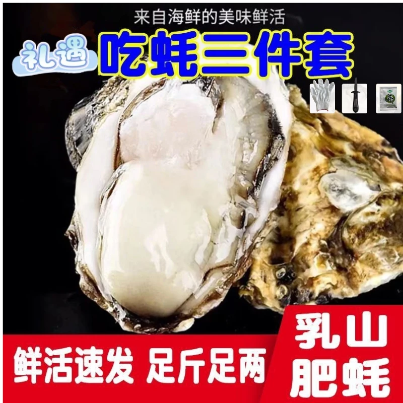 【蚝范儿】 乳山生蚝 单只3-4两/4-5两/ 5-7两/7-9两 净重5斤/10斤