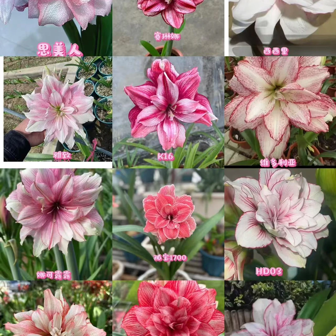 朱顶红绿植花卉