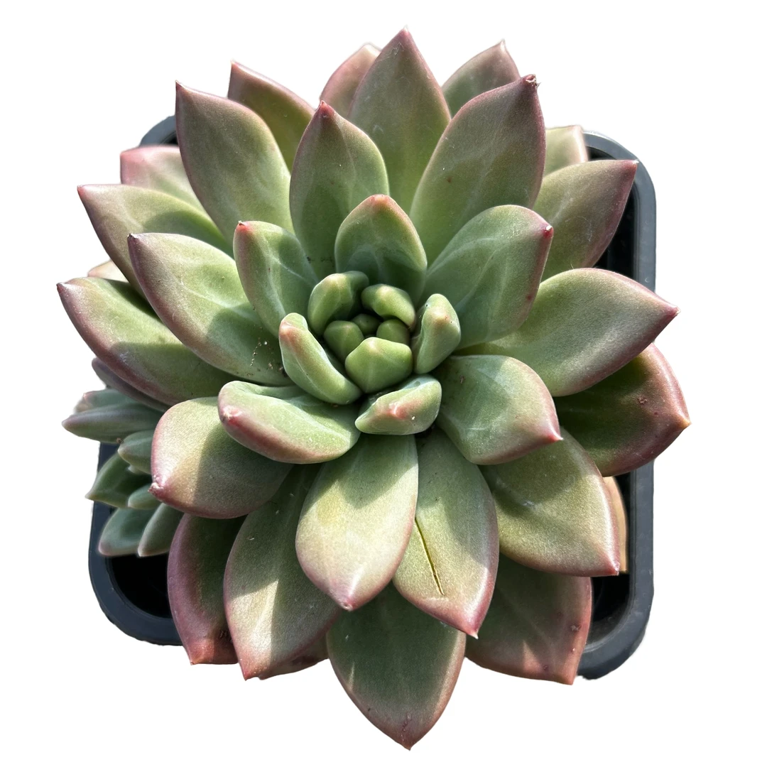 迷雾泡泡(三单包邮)多肉植物带盆土发阳台好养以直播间展示为准
