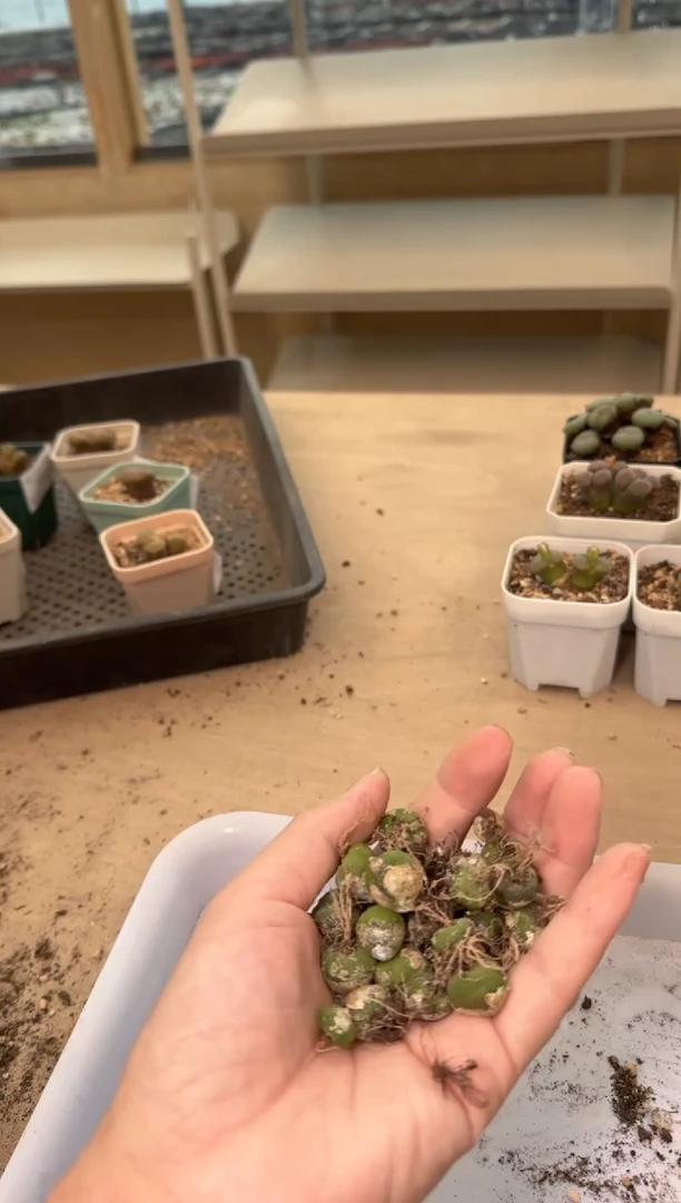 24-200多肉植物肉锥