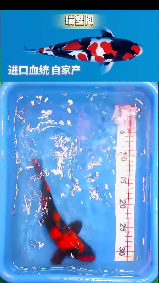 锦鲤瑞鲤阁精选--23