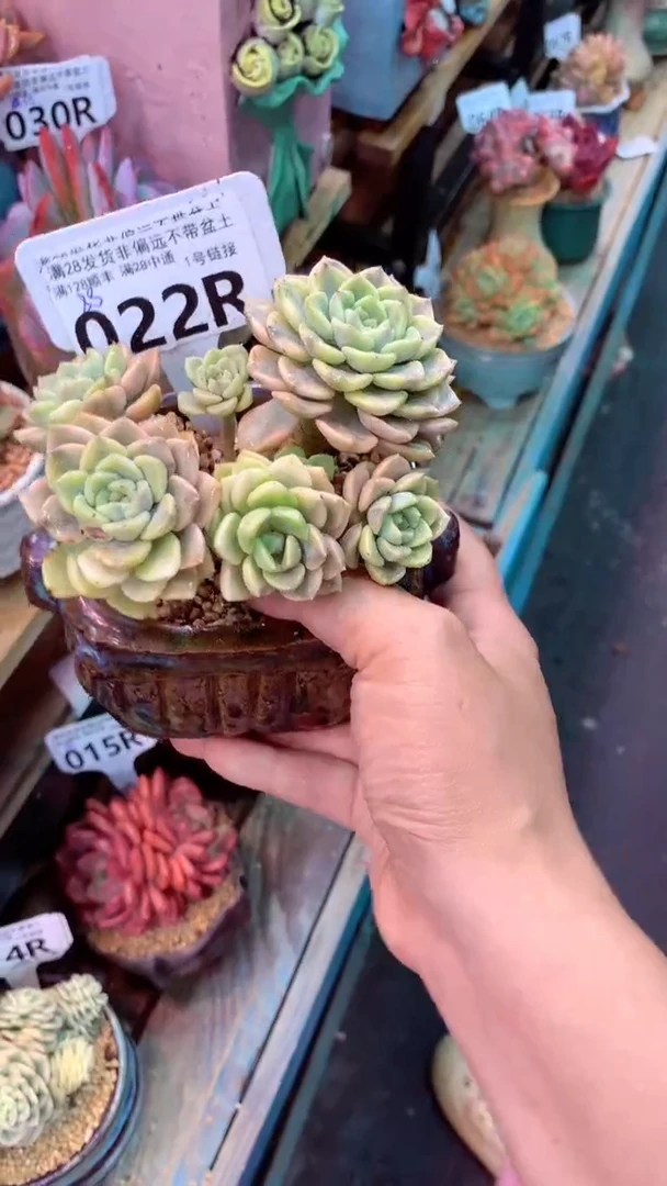 022R（一物一拍实付满28发货，默认不带盆土）