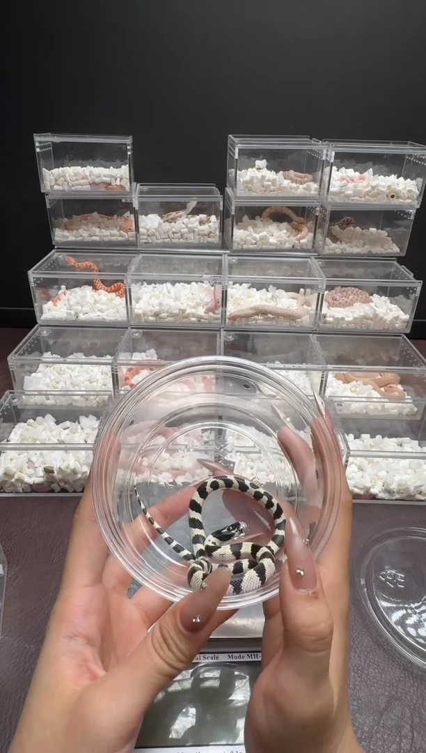 豹纹守宫图图的黑白王