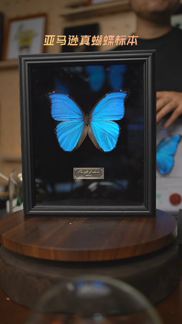 大蓝闪蝶黑绒底版10寸欧式框