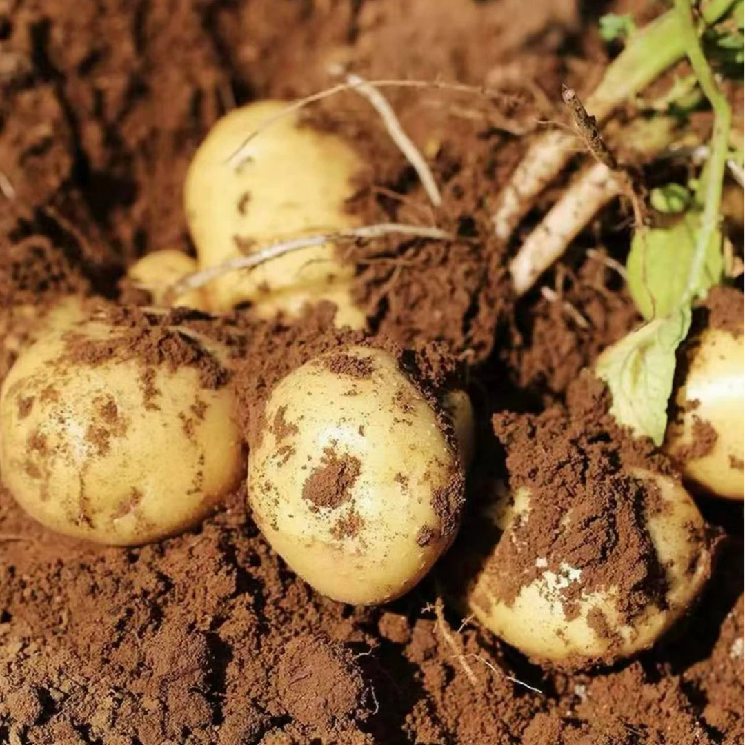 花椒农场 - 生态土豆 - 面面俱到土豆 - 79.9五斤 - 新鲜采摘土豆同城配