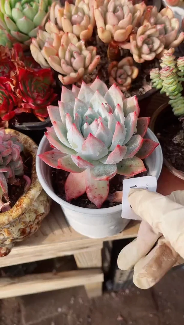 【闪购商品】11140