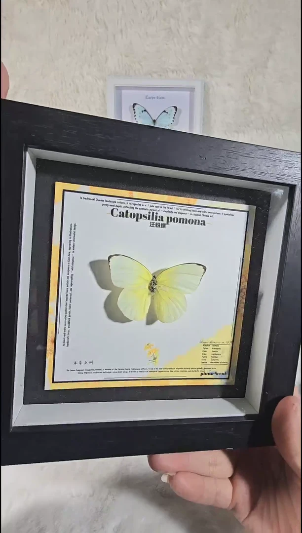 迁粉xu新款相框蝴蝶标本