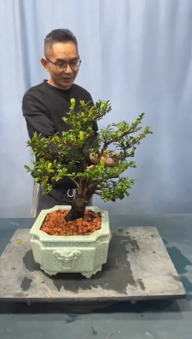 【闪购商品】盆景翠米茶