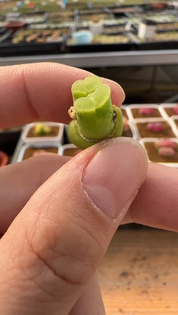 【闪购商品】20-227