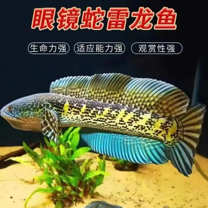 黄金眼镜蛇雷龙鱼苗热带鱼观赏鱼淡水凶猛网红大型鱼互动雷龙