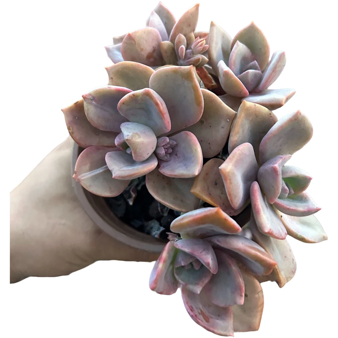 彩虹糖脱土  多肉植物室内绿植净化空气