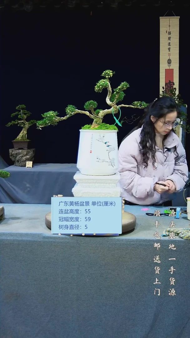 【闪购商品】黄杨盆景黄杨盆景