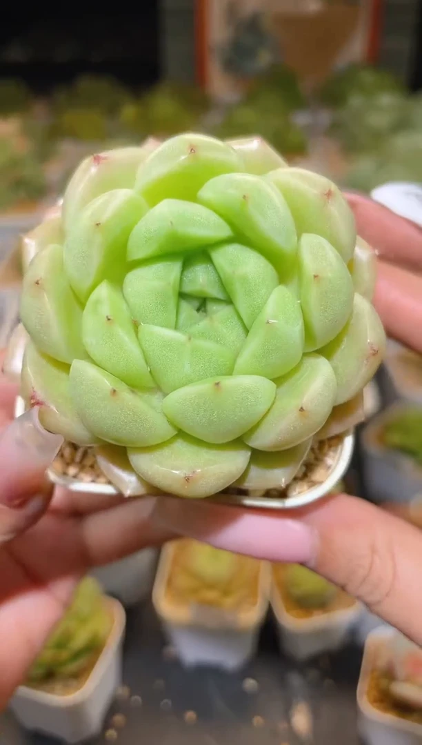 886包子珠光