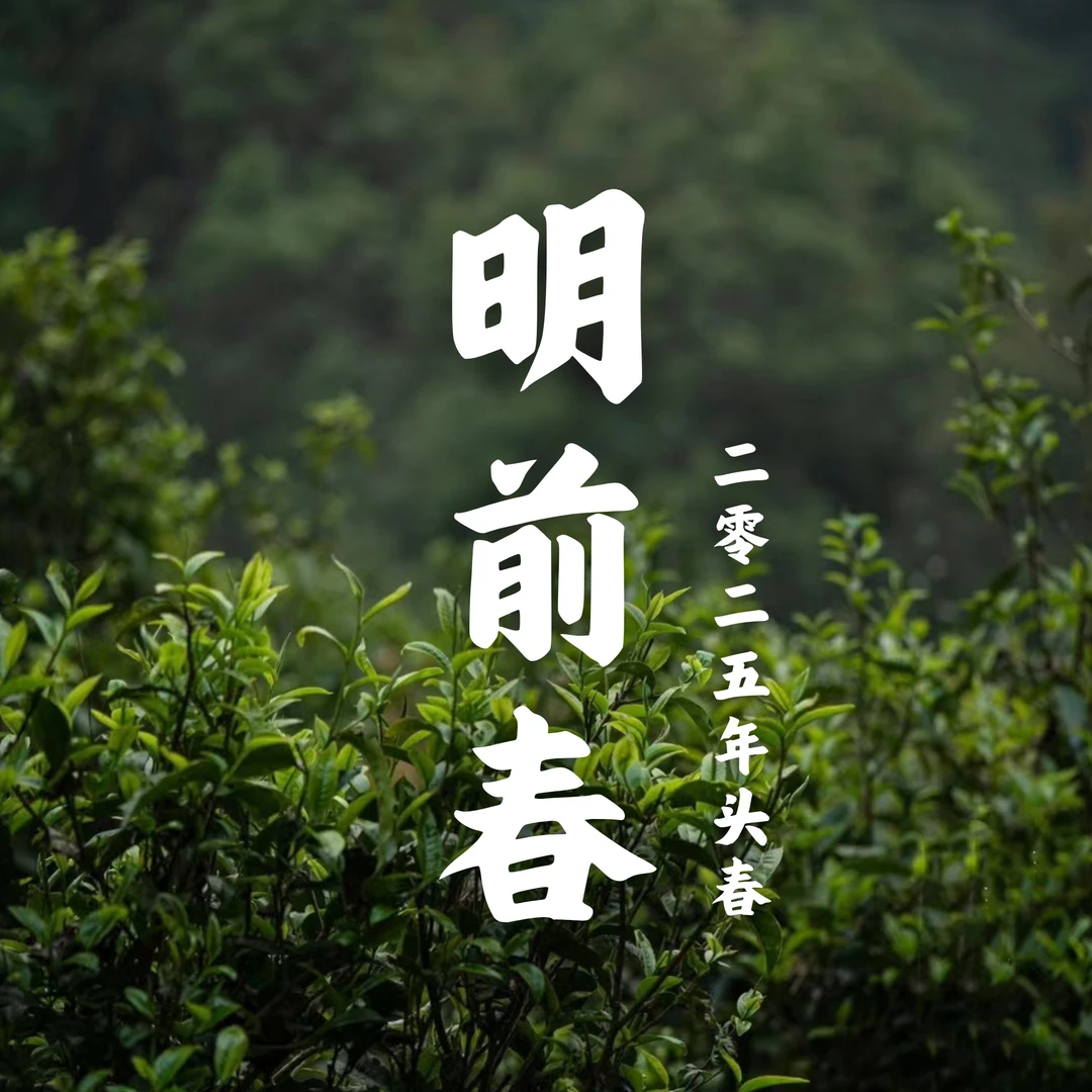 【新茶上市】2025年 邦旭 明前春 古树普洱生茶 散茶