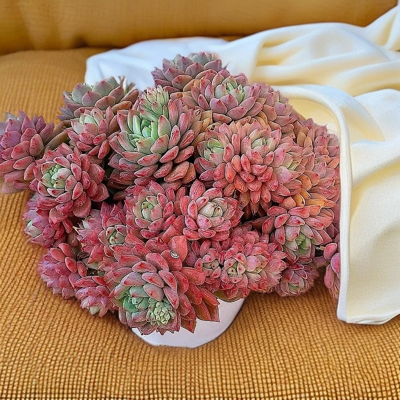 七彩琉璃  熊猫多肉（满19包邮）带盆土发  庭院美观