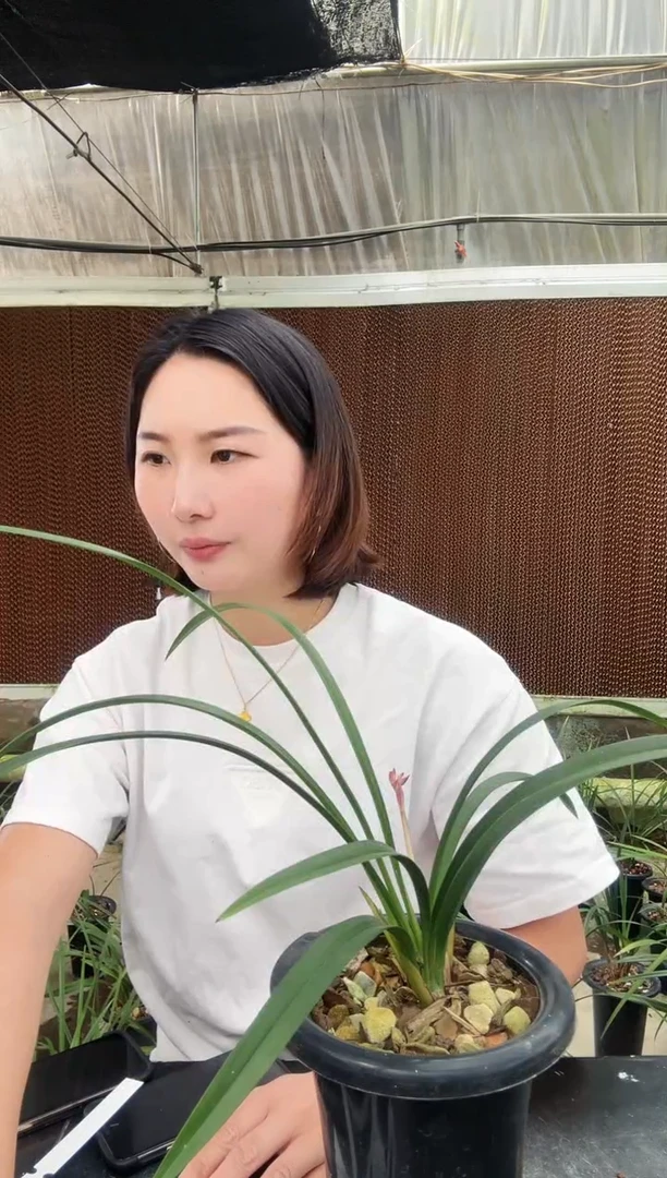无花朵红蝉牡丹带花苞
