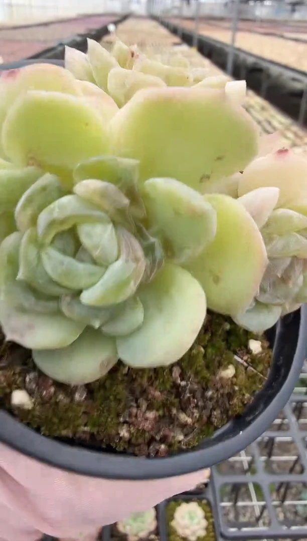 东云多肉园新款-155