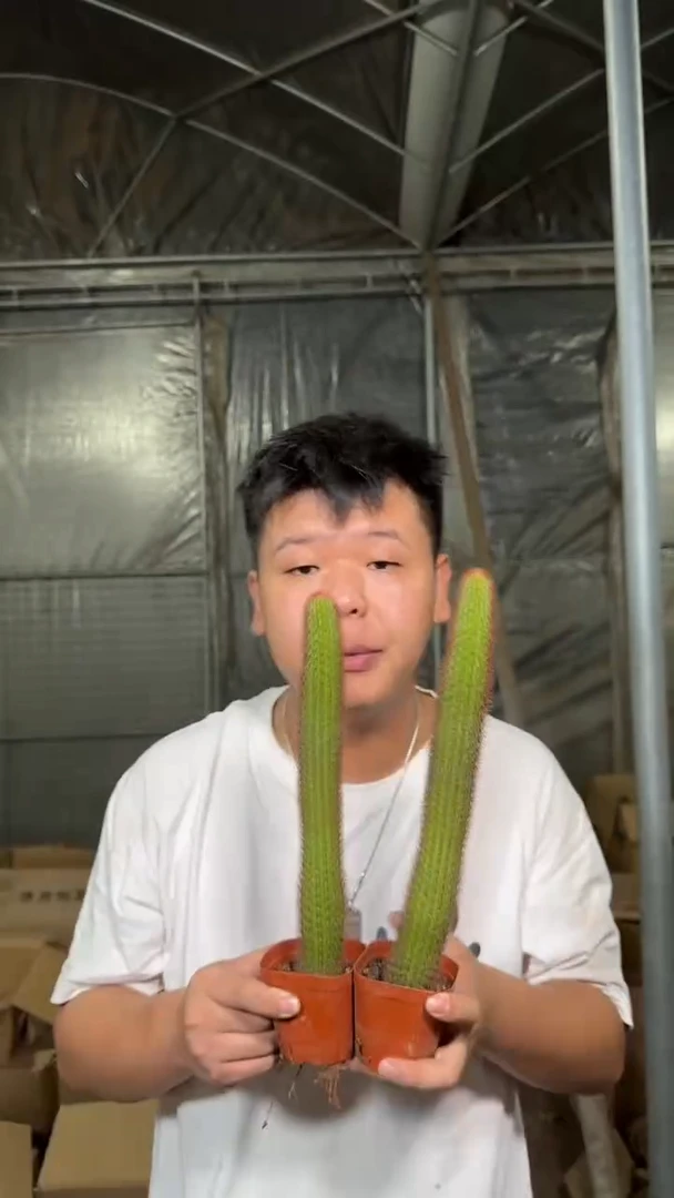 3颗 大本 黄金妞【带根】高20-30cm