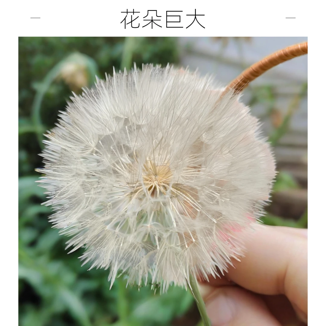 路兮小农民 巨花蒲公英婆罗门参网红蒲公英种苗庭院阳台花园花卉