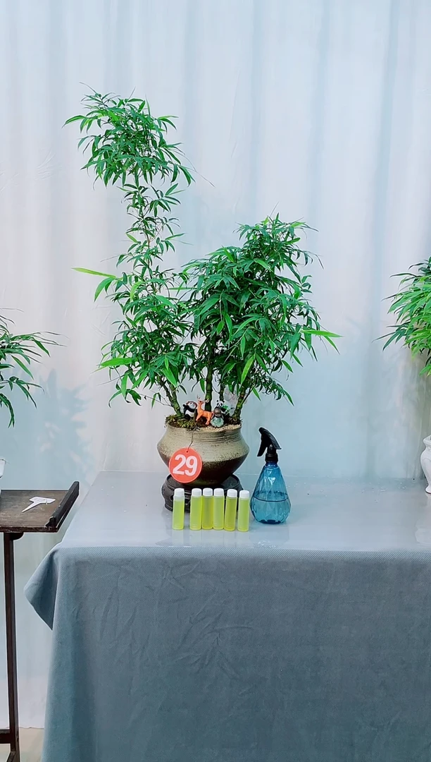 无花朵竹子盆景盆栽