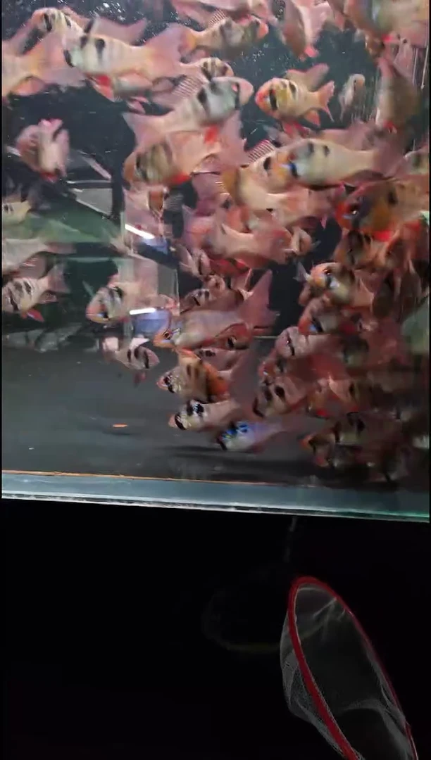 鼠鱼皮瓦斯3-4厘米3只 （只包运输损耗.开袋入缸后死亡不包）