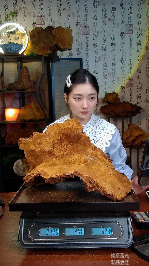 松针层孔菌中国大陆【藏区】松树桑黄（6.24斤）80-90年份