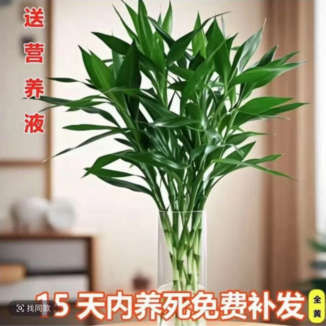 【买10送10】精品富贵竹20枝60-70cm大叶高档大气正宗水培盆栽