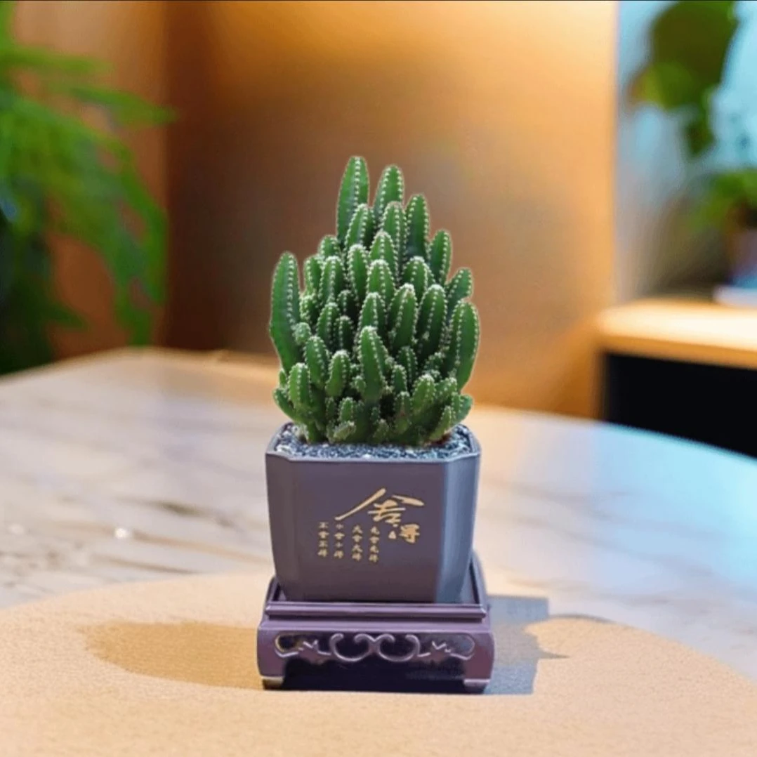 【花伴水】万重山仙人掌多肉植物花卉绿植盆栽阳台四季好养易活绿植