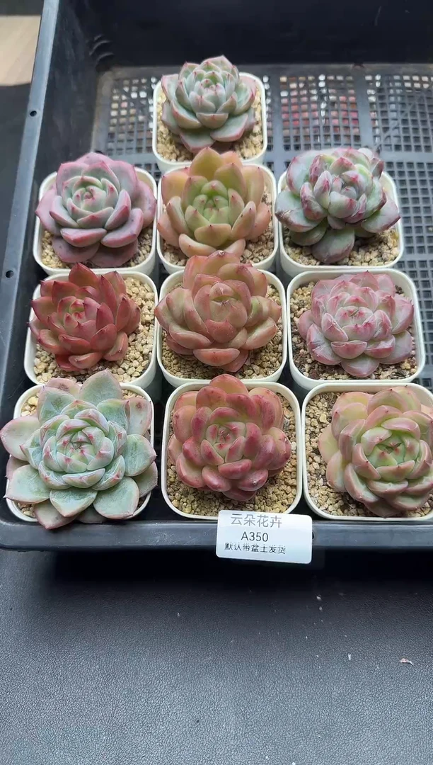 珍妮杂交多肉A350