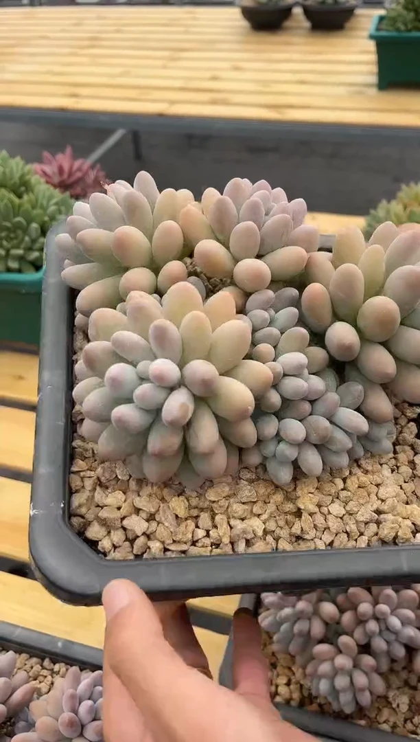 汤圆多肉植物模特