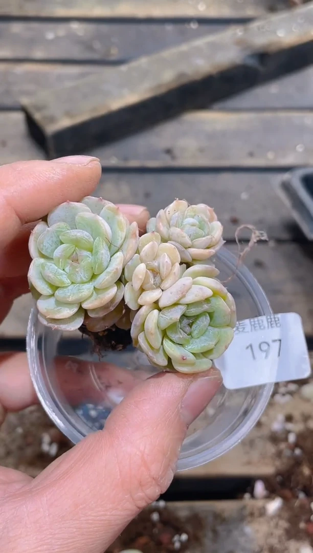 197白色恋人群生