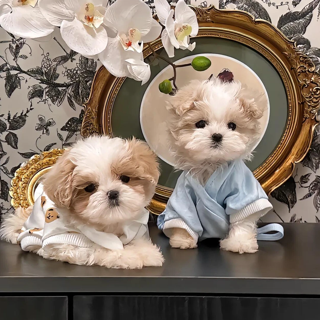 哈基米家精品马尔泰小体超小体幼犬狗狗全款线上支付