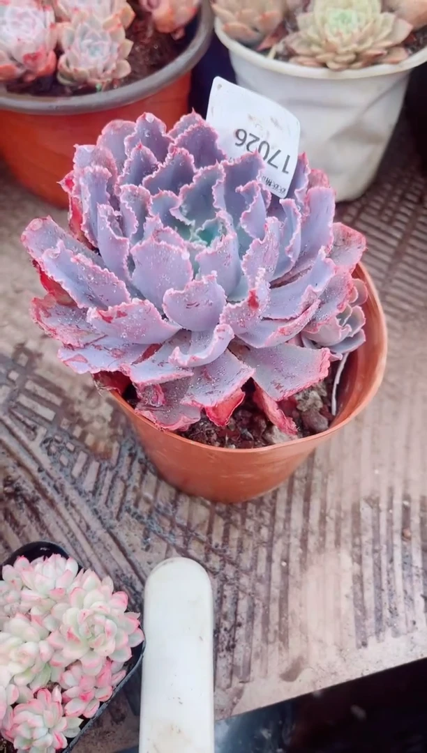 紧***?跃跃精品多肉17026