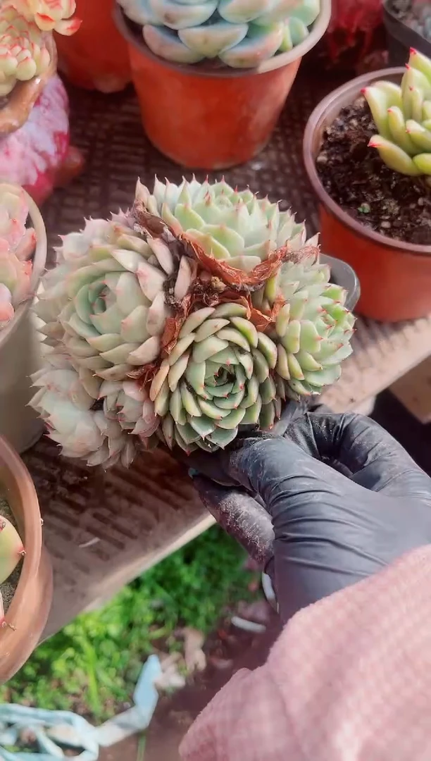 天**蓝跃跃精品多肉05136