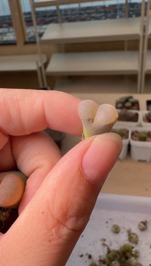 24-199多肉植物肉锥
