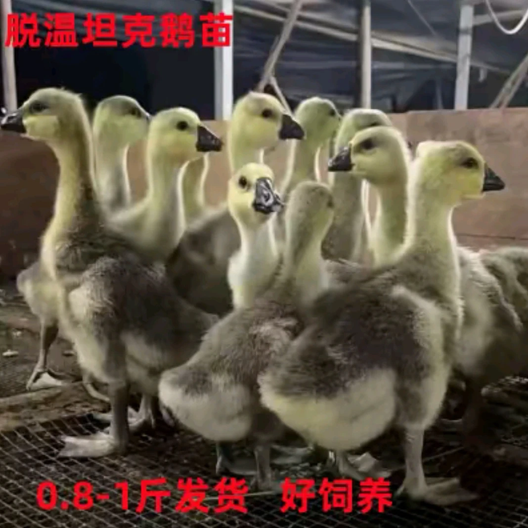 宠物灰白图卢兹（一斤） 坦克鹅