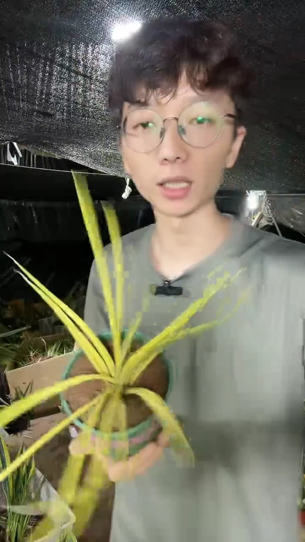 微瑕龙须锦带盆土29.8