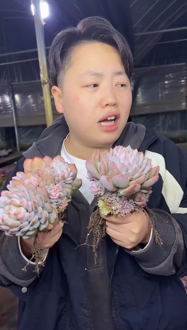 棚里爆崽星星橙5.99