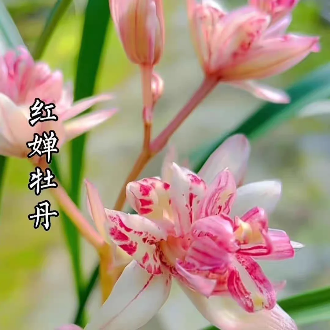 〖正品国兰假一赔十〗建兰红婵牡丹经典名贵浓香大朵奇花自然棚兰花