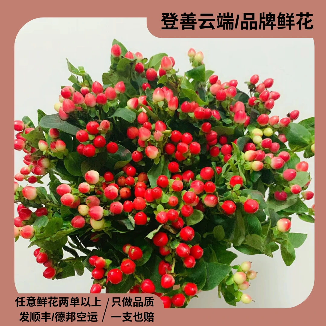 【凑单福利】【红豆】精选红豆火龙珠家居摆放插花云南鲜花优质鲜切枝