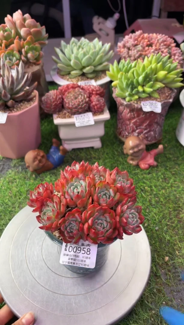 昆明印象多肉00958