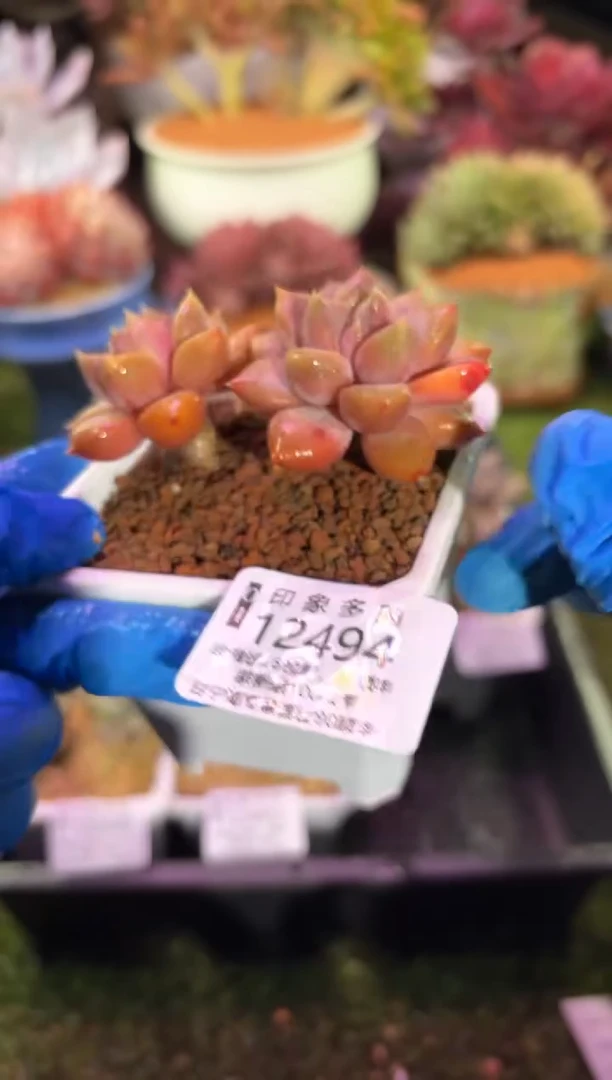 【闪购商品】12494